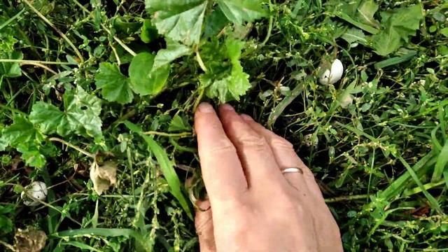 Шампиньоны домашние. смотреть онлайн