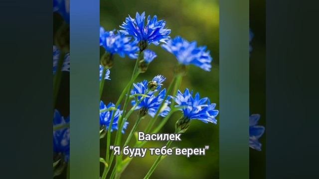 Язык растений