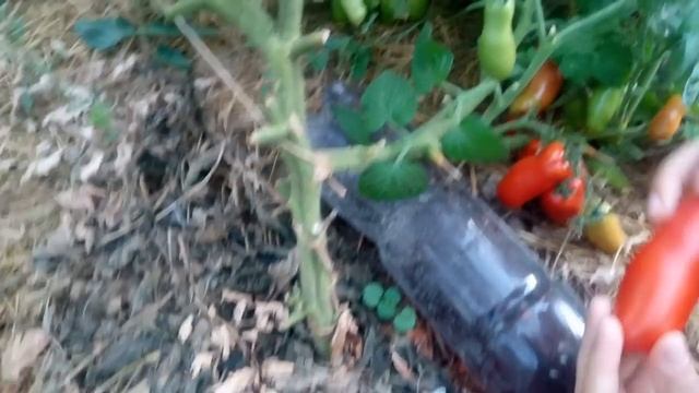 Томат "Жиголо" от агрофирмы Биотехника смотреть онлайн