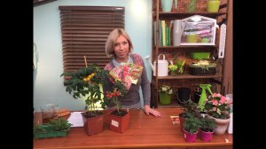 Черенкуем виноград. Грунт для рассады. Правила пикировки.