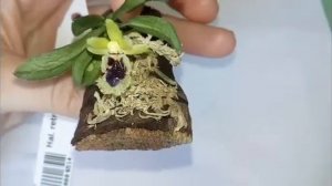 Цветение орхидеи haraella retrocalla