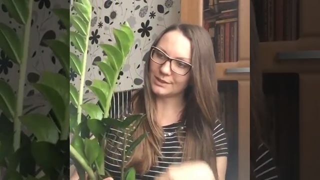 Замиокулькас уход в домашних условиях