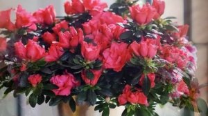 Польза и вред комнатной АЗАЛИИ! Все ли вы знаете об Азалии?