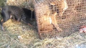 Ягдтерьер и шакал