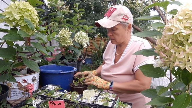 #Черенкование#метельчатойгортензии Какой#грунт и какой #побег лучше использовать. Зимовка черенков.