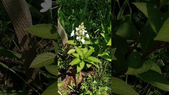 На какой год посадки цветёт гортензия. Hydrangea paniculata Pinky Winky