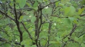 южная слива на Урале мой опыт, прошу совета у опытных садоводов