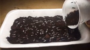 как за 10 дней вырастить маракую, маракуя на подокойнике