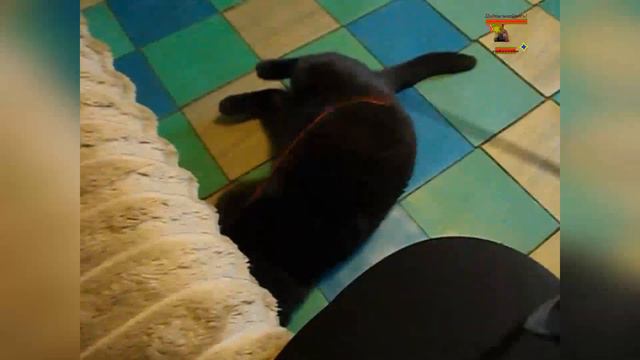 Ах как хорошо жить Кот Тайный Агент#время с #котиком #бесценно