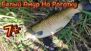 Рыбалка с Рогаткой Трофейный Белый Амур - Slingshot Fishing
