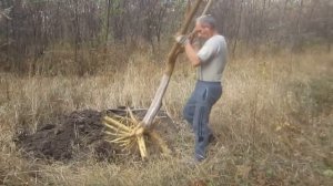 Пересадка шелковицы.