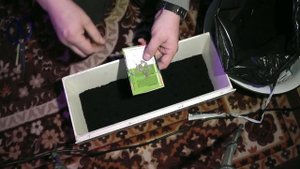 Посадка арбузов на рассаду проверенным способом.