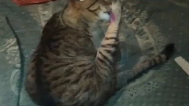 У КОШКИ НА КОЖЕ ТВЁРДЫЕ ЗАСОХШИЕ ОБРАЗОВАНИЯ . ЧТО ЭТО?