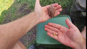 Приехал чтобы поймать карпа или толстолобика, а поймал карасей. Рыбалка на донку. #рыбалка #fishing