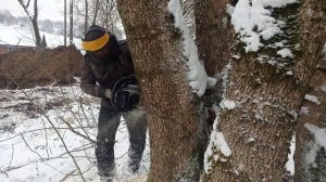 Уборка участка от деревьев