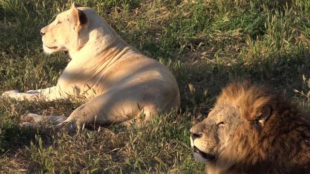 Лев ЗАИГРЫВАЕТ с львицей, а ей все равно!❤️🦁🐆🐾🌾😄 смотреть онлайн