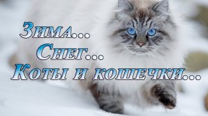 Зима *   Снег *   Коты и кошечки   *