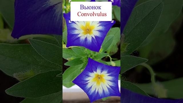 Вьюнок смесь окрасок.?