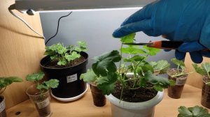 Черенкование пеларгонии 100% укоренение! стимулятор корнеобразования с ауксинами