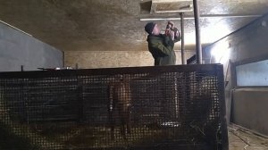 Проводим электричество в сарае.