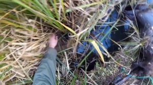 РЕЗУЛЬТАТИВНАЯ проверка капканов на норку и бобра, проходные капканы, установка проходных капканов