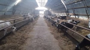 500 голов в продаже КРС. Телки молочной породы черно пестрой. Продажа КРС живым весом.
