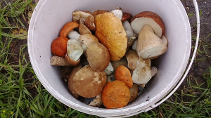 На разведку. Тихая охота. Собираем грибы.