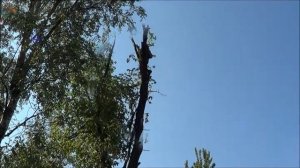 Удаление (валка) дерева по частям.
