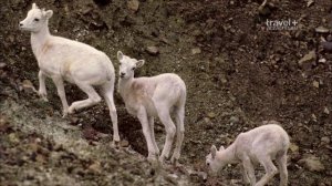 Путешествие на край света / Travels to the Edge Серия 6 Аляска - Национальный арктический заповедни