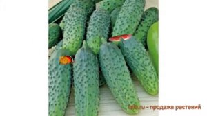 Огурец обыкновенный Вероника F1 (veronika f1) ? обзор: как сажать, семена огурца Вероника F1