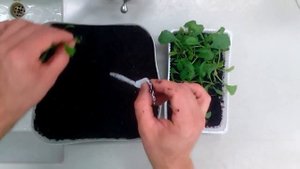 Стоит ли сажать ромашку под осень семенами?
