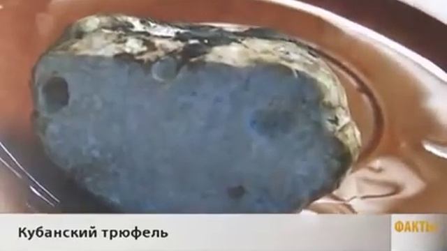 В лесу Горячего Ключа нашли белый трюфель
