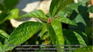 Цветок акалифа — уход в домашних условиях