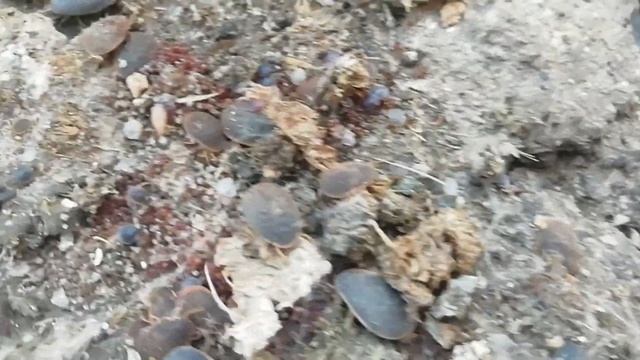 Аргасовые клещи наступают. Argasidae паразитирующие на домашней птице