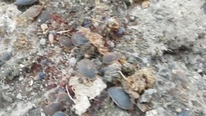 Аргасовые клещи наступают. Argasidae паразитирующие на домашней птице