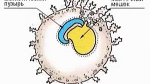 Анатомия человека: Развитие зародыша