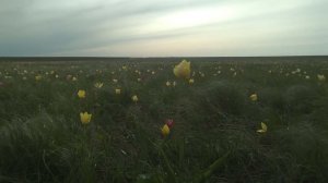 Куриловская тюльпанная степь' 2022