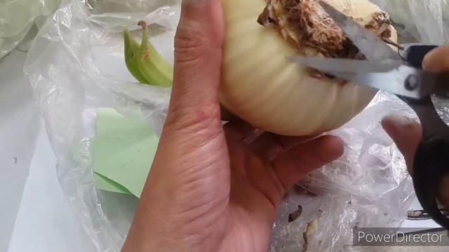 How to treat rotting Amaryllis bulb with result 6/5/2020(URDU/HINDI) смотреть онлайн