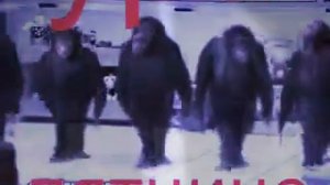 Обезьянки чичичи продавали танцы