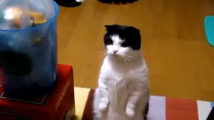 Няшный белый кот просит кушать