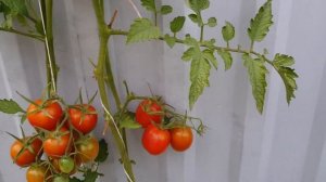 Томат Пурпурная свеча и холод и жара все ему по плечу 09/2022