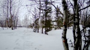 Кто попался на новую фотоловушку HC900A?