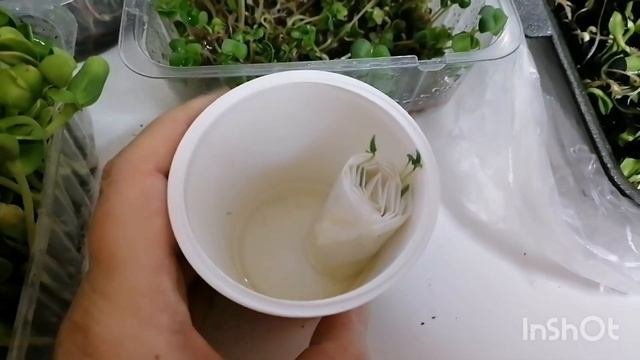 Микрозелень в домашних условиях ,как выращивать !