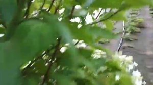 гортензия метельчатая (Magical Starlight) как живая изгородь