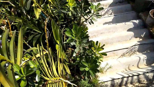 In Mumbai orchid and adiniyam garden смотреть онлайн