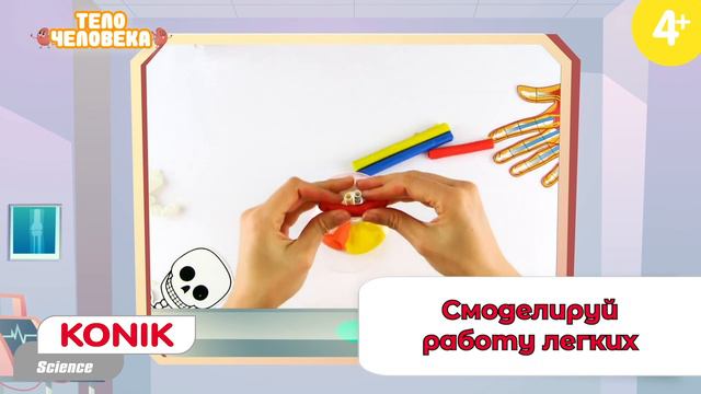 Тело человека KONIK Science