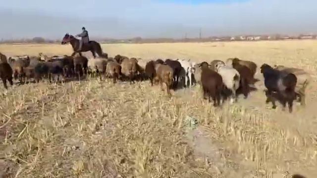 100 бас шаруа саулык 32000тг,Тараз каласы, +7 707 135 1841 смотреть онлайн