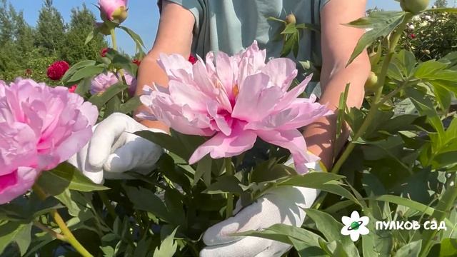 First Arrival peony. Фест Эррайвел пион. Пулков сад смотреть онлайн