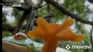ЛЕТАЮЩАЯ ЛЯГУШКА! Nat Geo Wild. Лягушка Монстр. Отрывок.