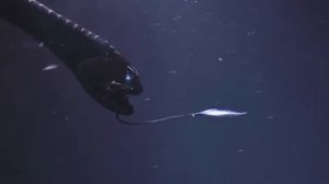 самые зубастые морские обитатели